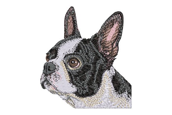 Boston Terrier Seasonal Design Review